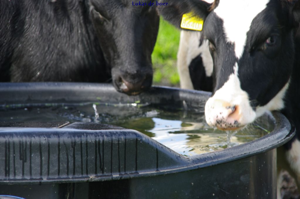tour (82).jpg - Water drinkende koeien